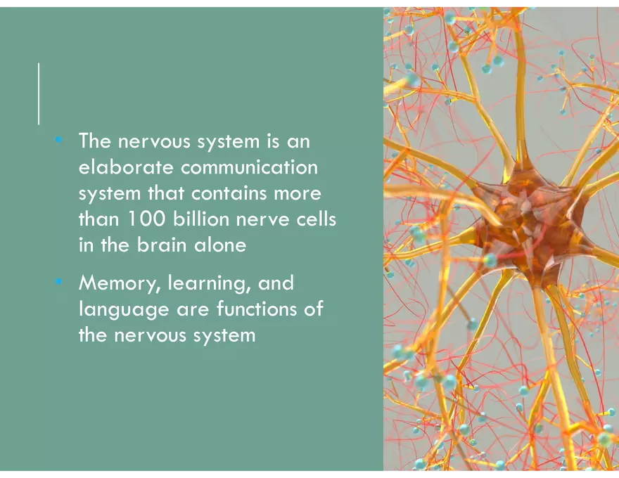 Unit 8 Seminar - The Nervous System - Page 13