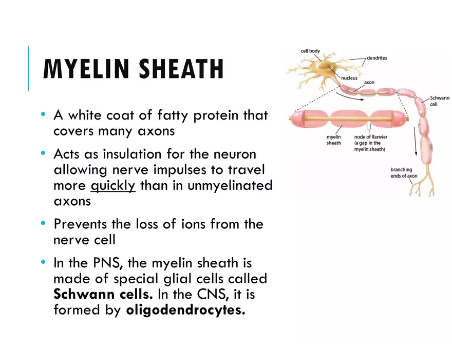 Unit 8 Seminar - The Nervous System - Page 14