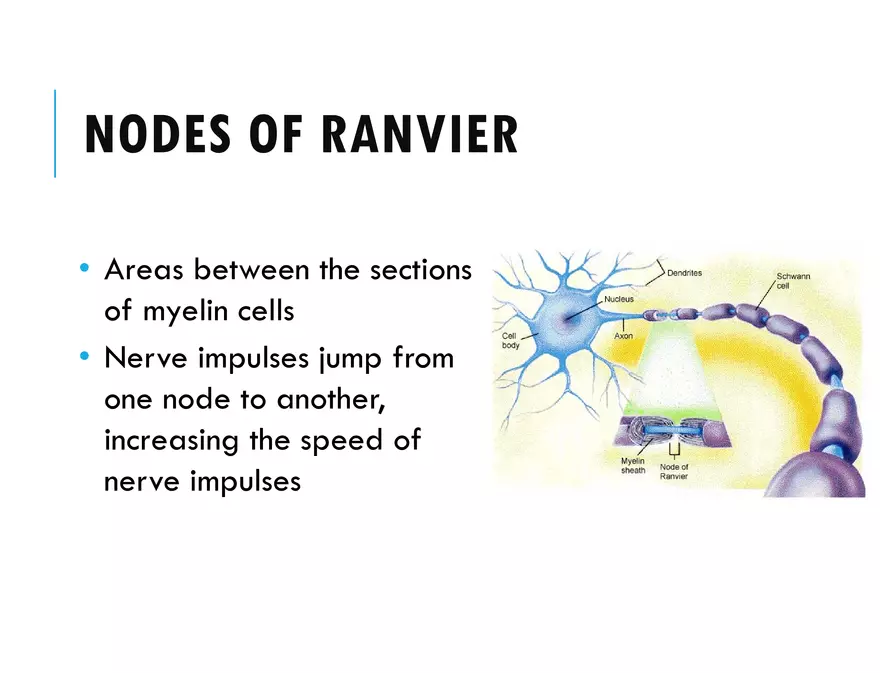 Unit 8 Seminar - The Nervous System - Page 15