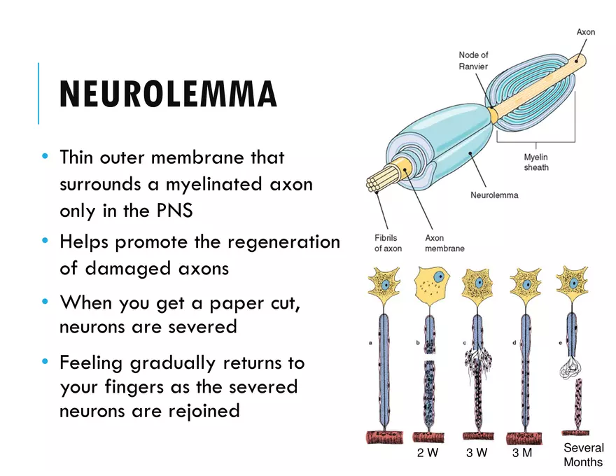 Unit 8 Seminar - The Nervous System - Page 16