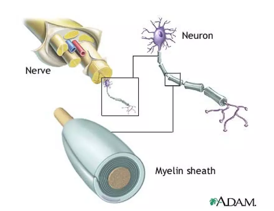 Unit 8 Seminar - The Nervous System - Page 17