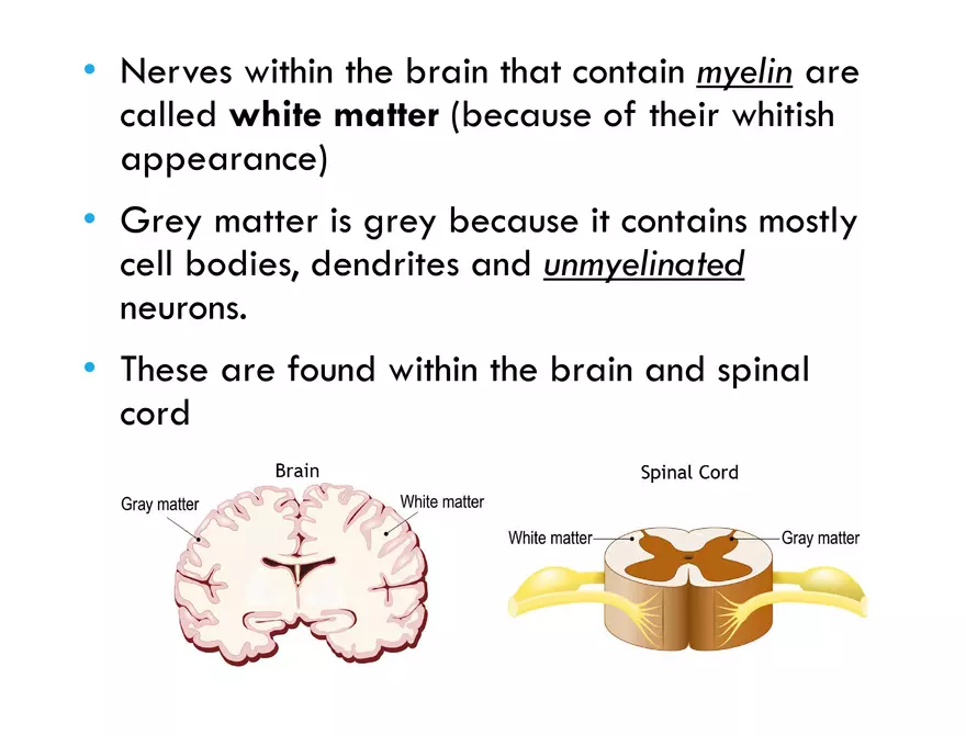 Unit 8 Seminar - The Nervous System - Page 18