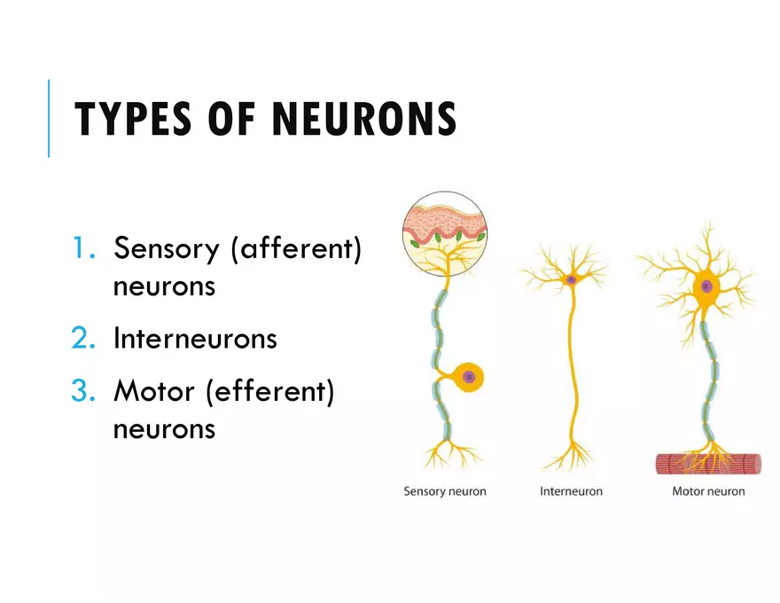 Unit 8 Seminar - The Nervous System - Page 20