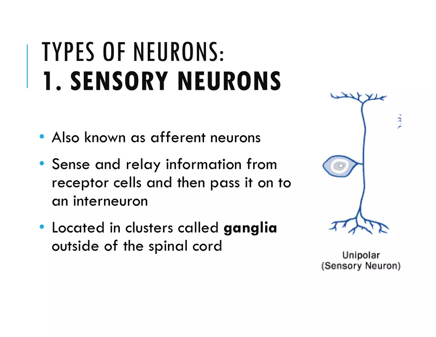 Unit 8 Seminar - The Nervous System - Page 21