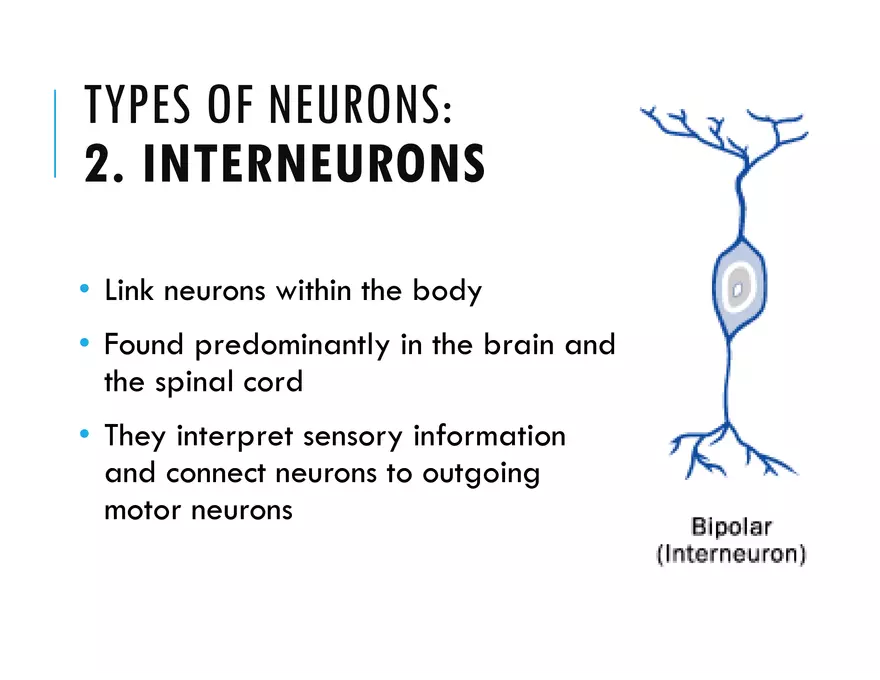 Unit 8 Seminar - The Nervous System - Page 22