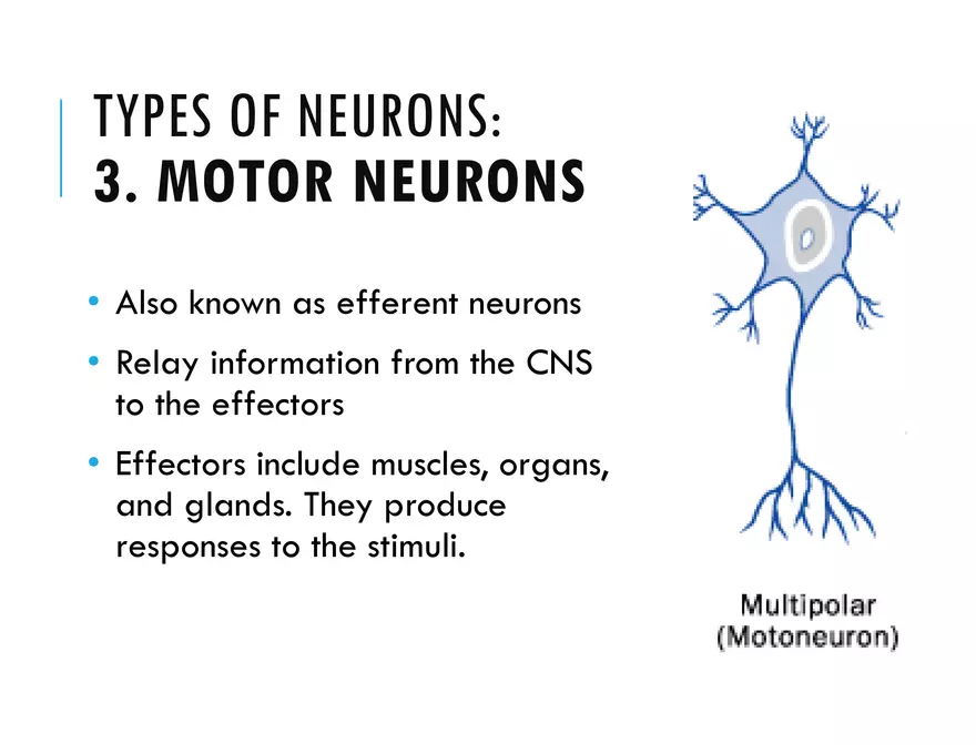 Unit 8 Seminar - The Nervous System - Page 23