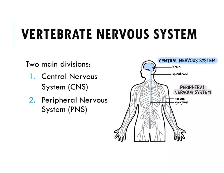 Unit 8 Seminar - The Nervous System - Page 24