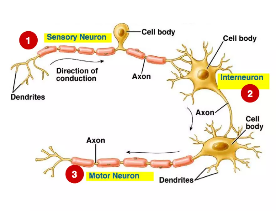 Unit 8 Seminar - The Nervous System - Page 25