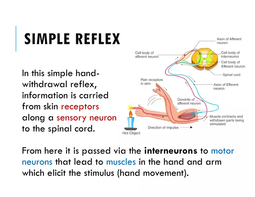 Unit 8 Seminar - The Nervous System - Page 26