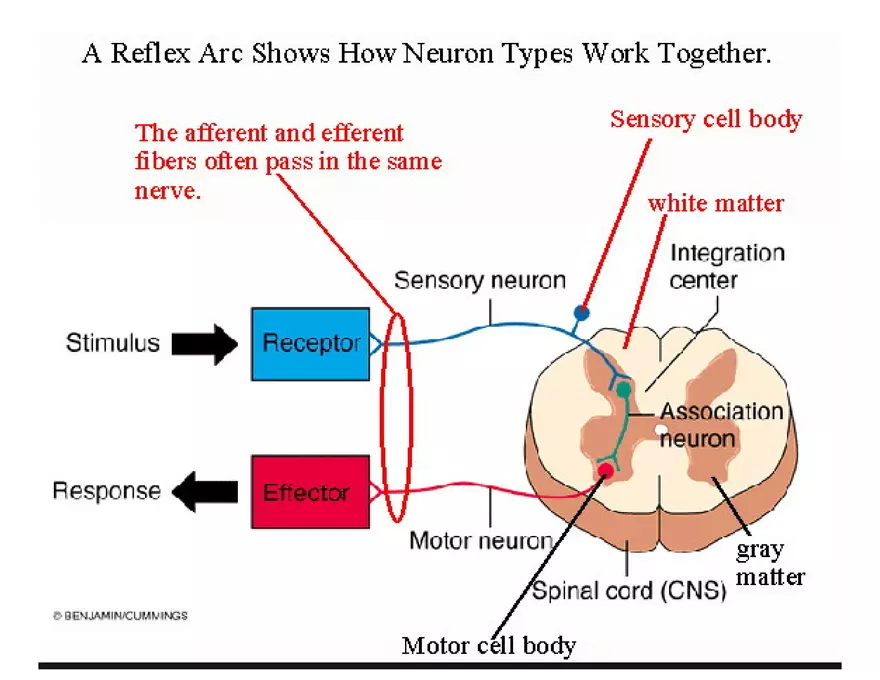 Unit 8 Seminar - The Nervous System - Page 29
