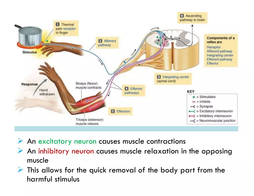Unit 8 Seminar - The Nervous System - Page 30