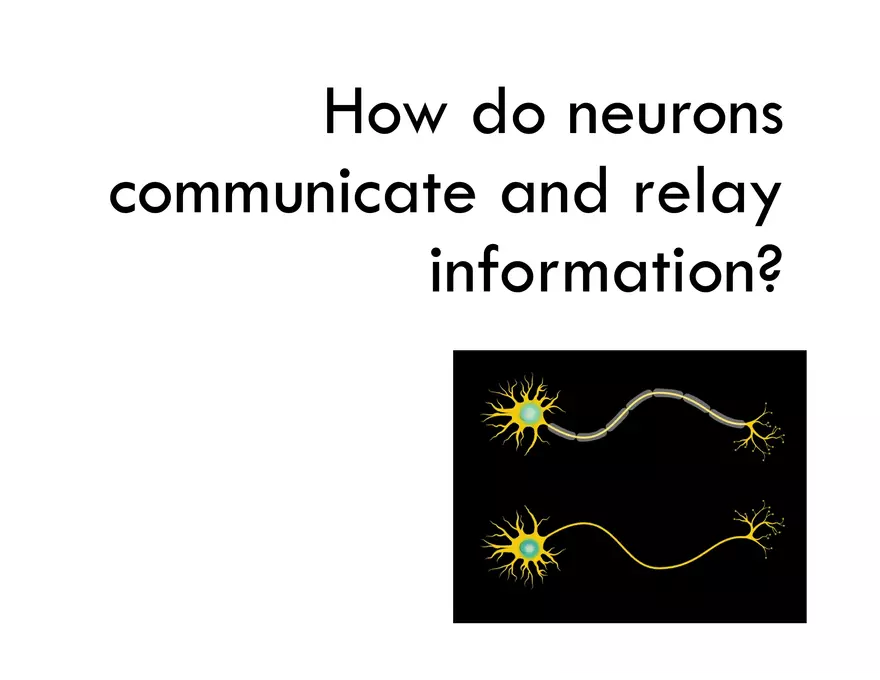 Unit 8 Seminar - The Nervous System - Page 33