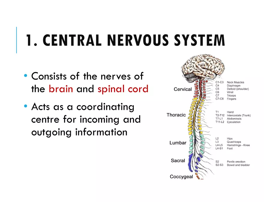 Unit 8 Seminar - The Nervous System - Page 35