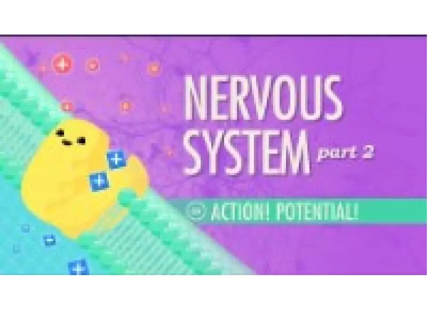 Unit 8 Seminar - The Nervous System - Page 36