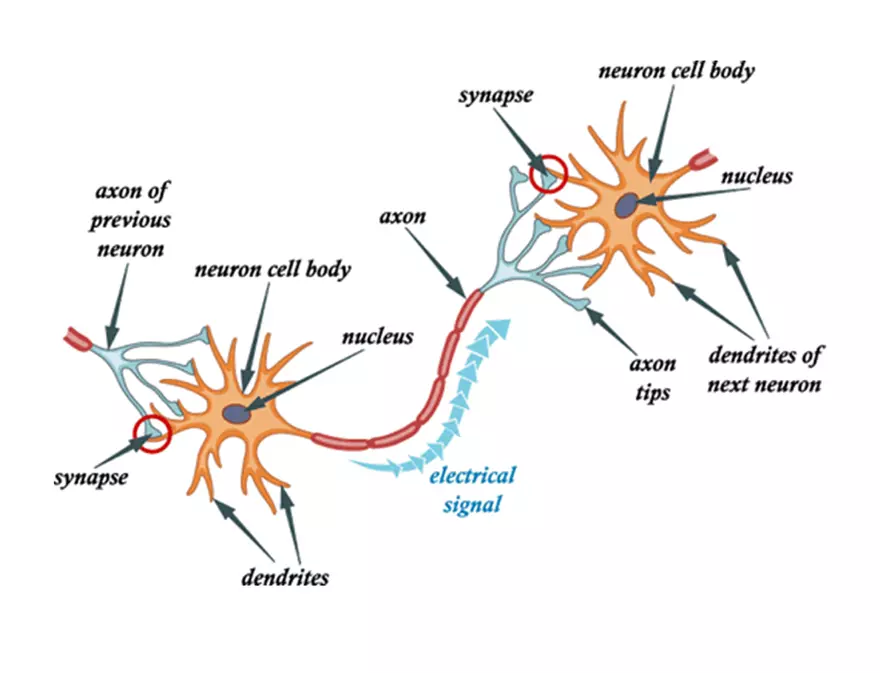 Unit 8 Seminar - The Nervous System - Page 38