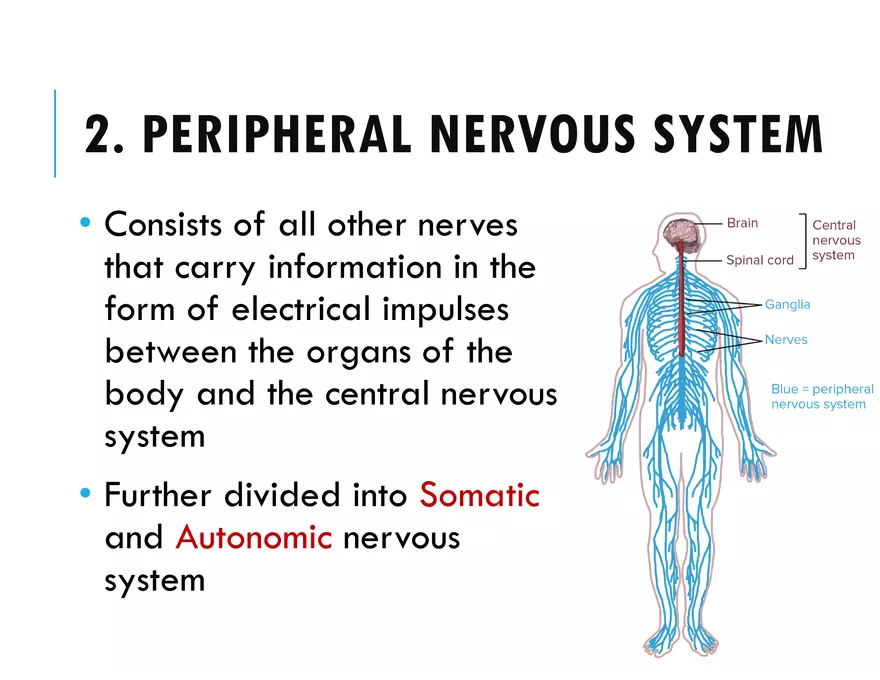 Unit 8 Seminar - The Nervous System - Page 46