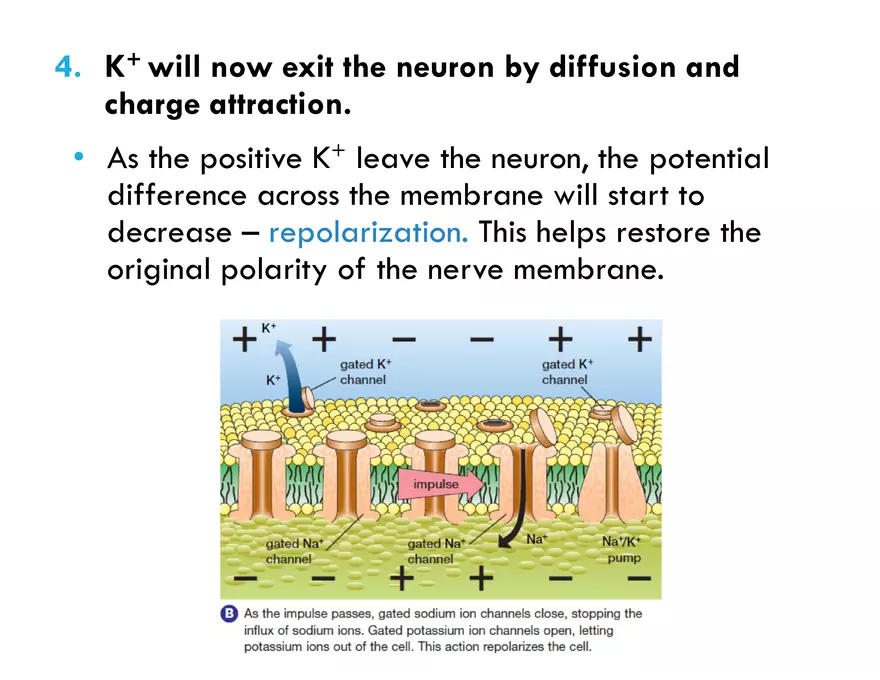 Unit 8 Seminar - The Nervous System - Page 47