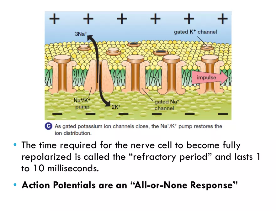Unit 8 Seminar - The Nervous System - Page 49