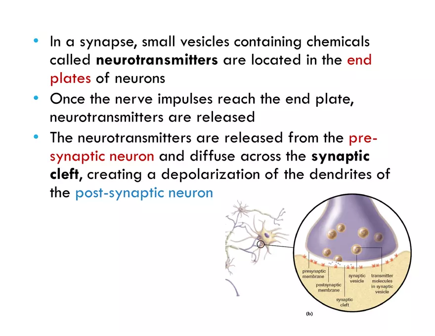 Unit 8 Seminar - The Nervous System - Page 54