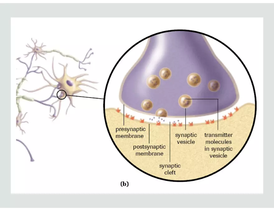 Unit 8 Seminar - The Nervous System - Page 55