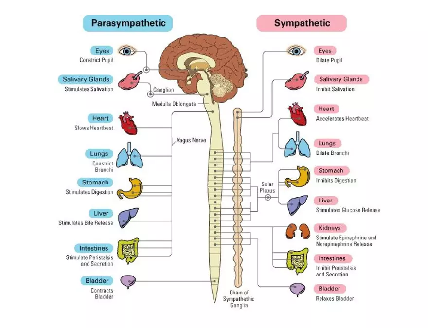 Unit 8 Seminar - The Nervous System - Page 3
