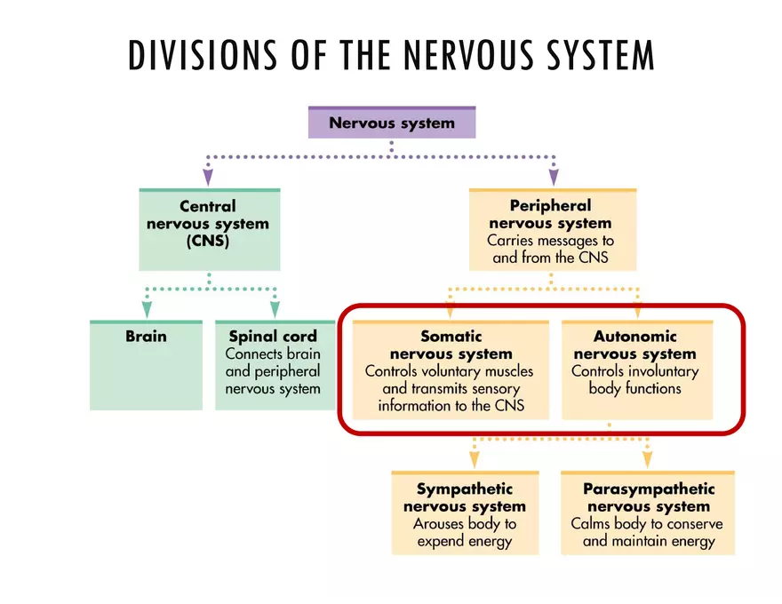 Unit 8 Seminar - The Nervous System - Page 57