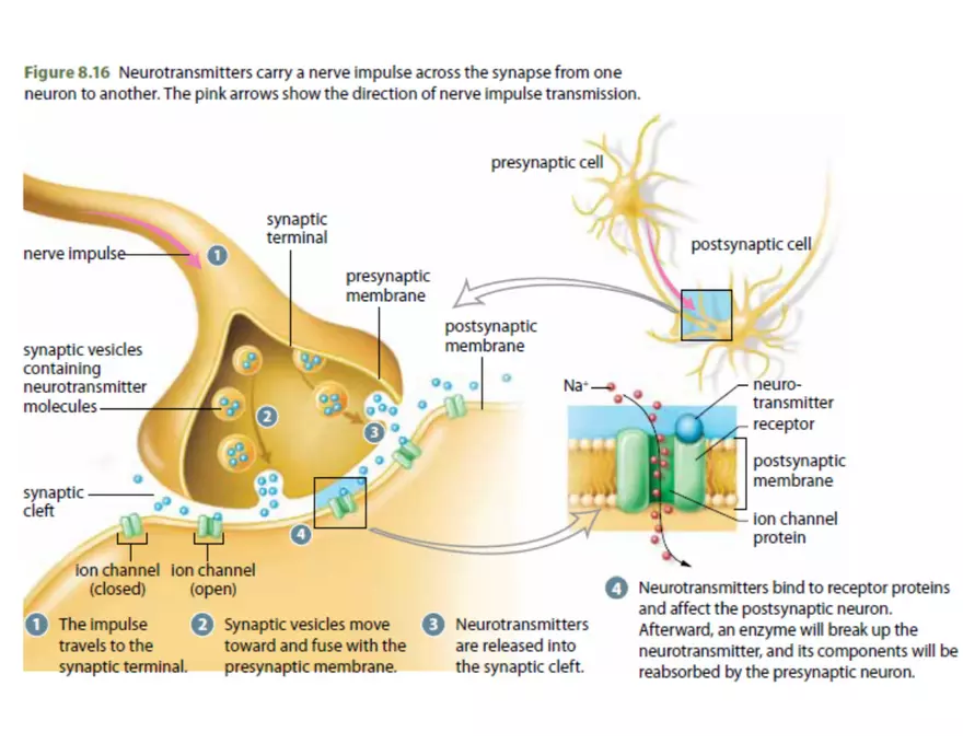 Unit 8 Seminar - The Nervous System - Page 58