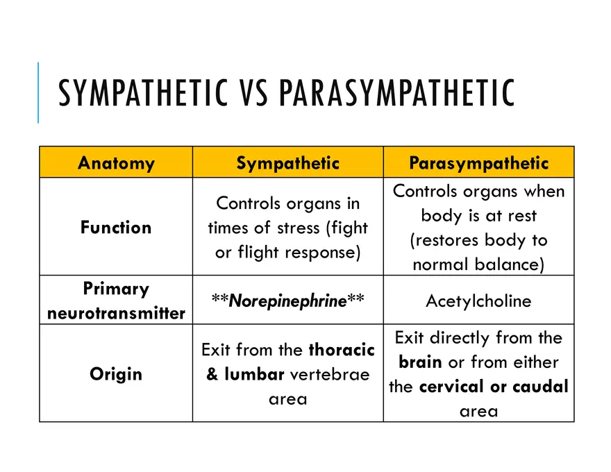 Unit 8 Seminar - The Nervous System - Page 4