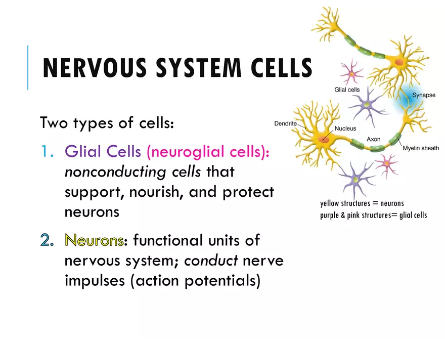 Unit 8 Seminar - The Nervous System - Page 5