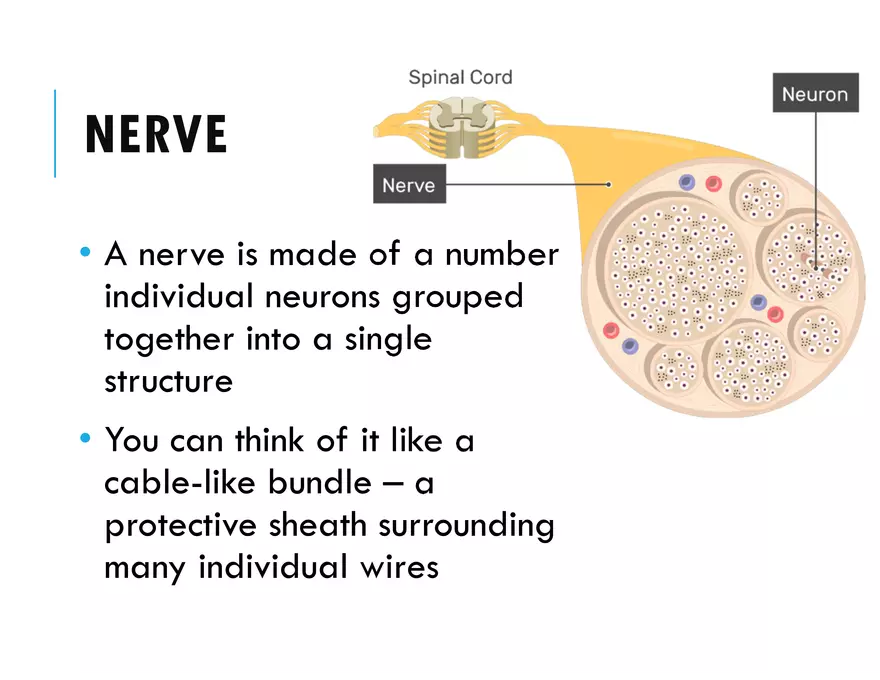 Unit 8 Seminar - The Nervous System - Page 6