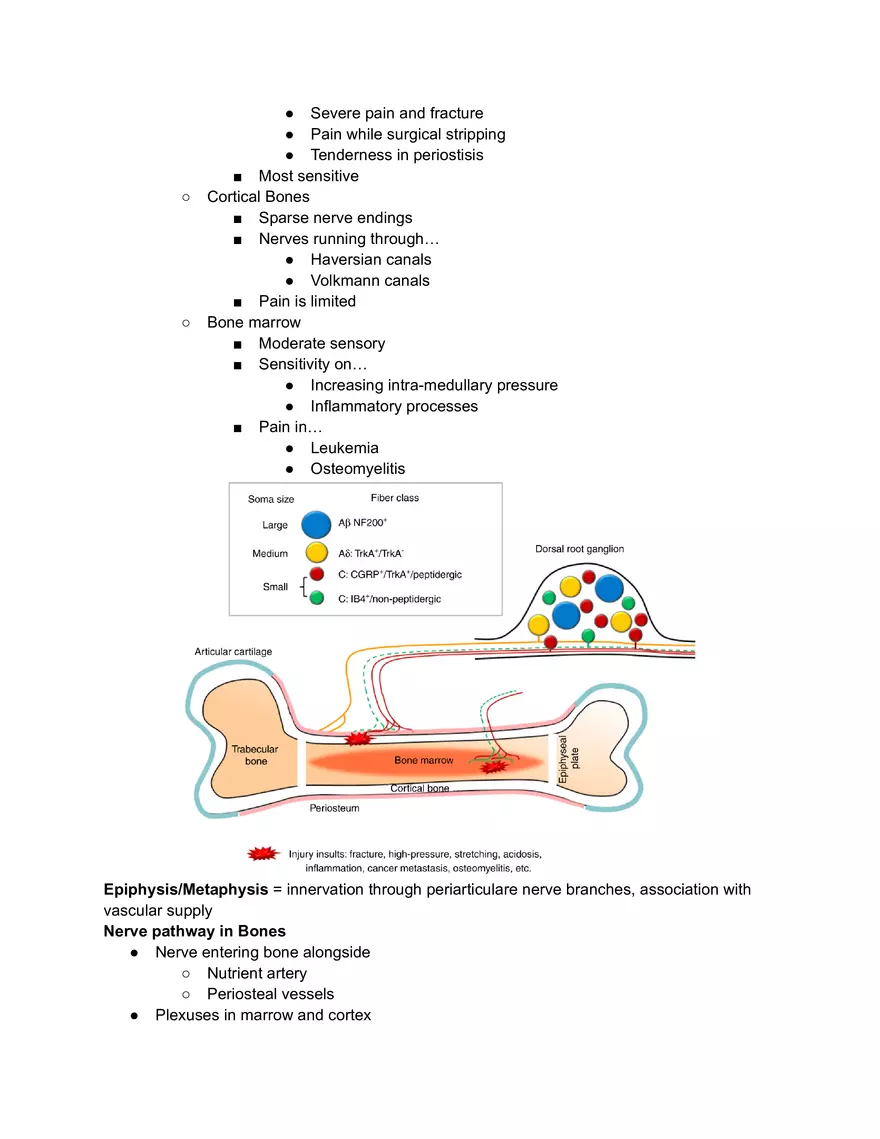 Nerve Supply on Bones - Page 2