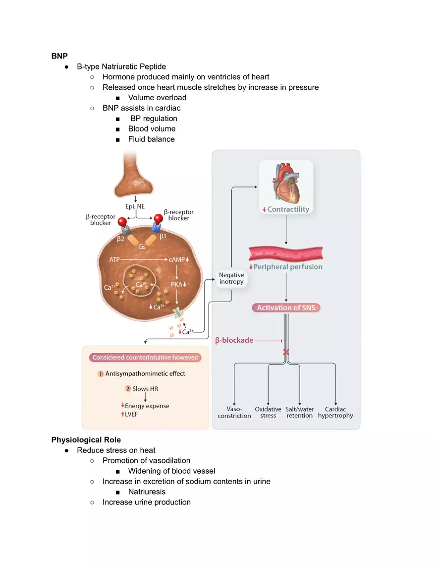 B-type Natriuretic Peptide - Page 4