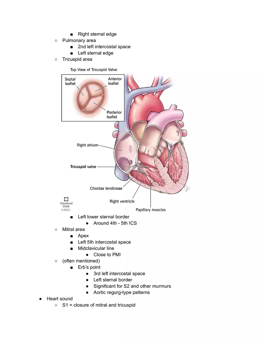 Cardiac Surface Anatomy - Page 2