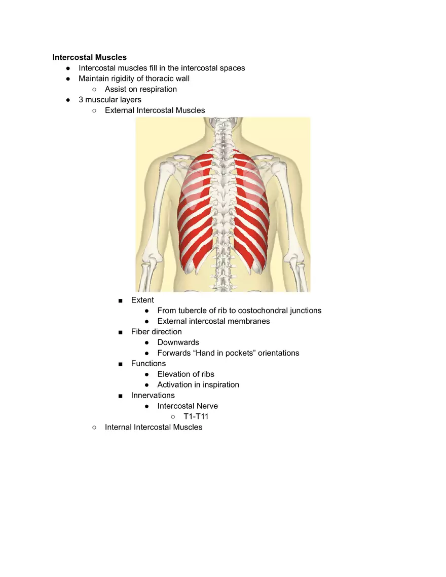 Intercostal Muscles - Page 1