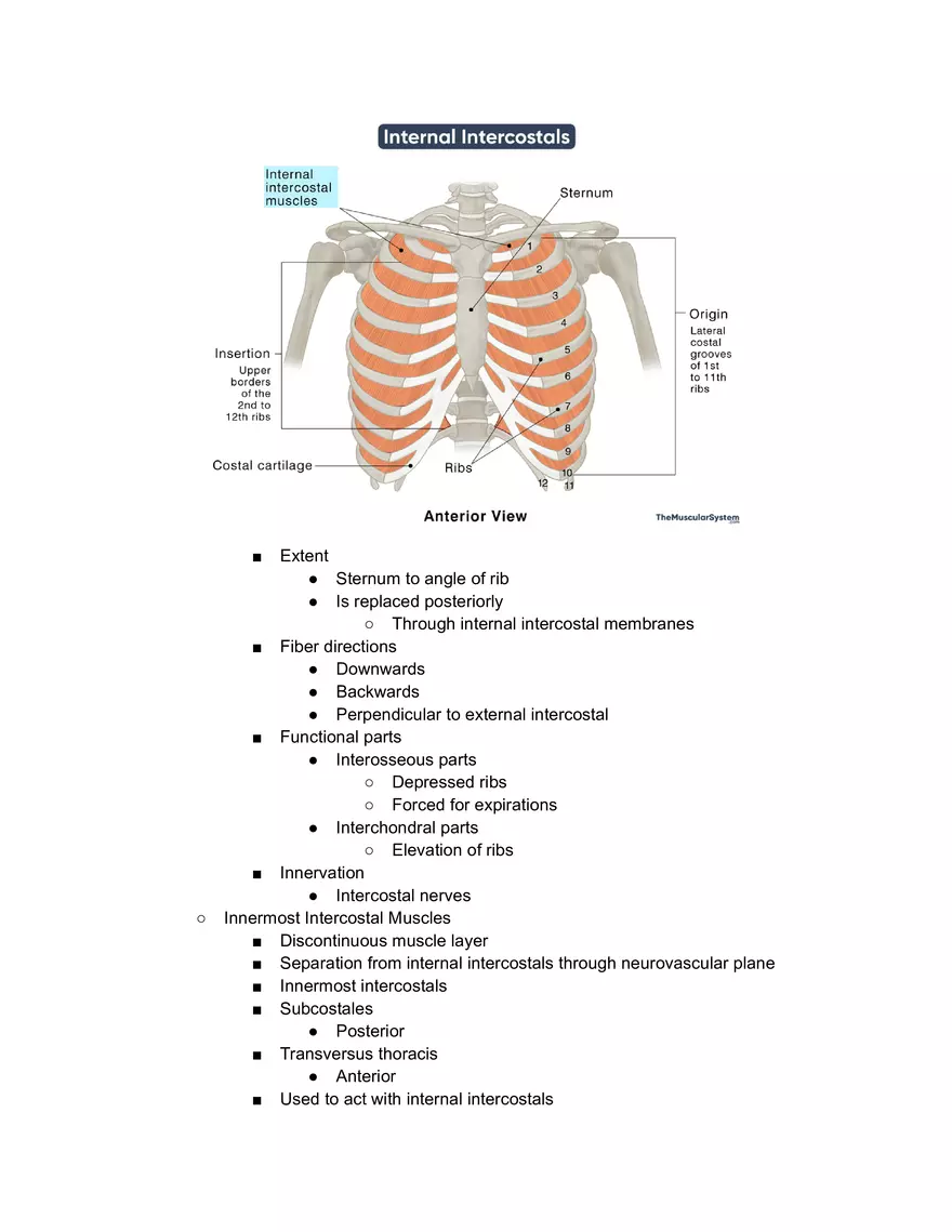 Intercostal Muscles - Page 2