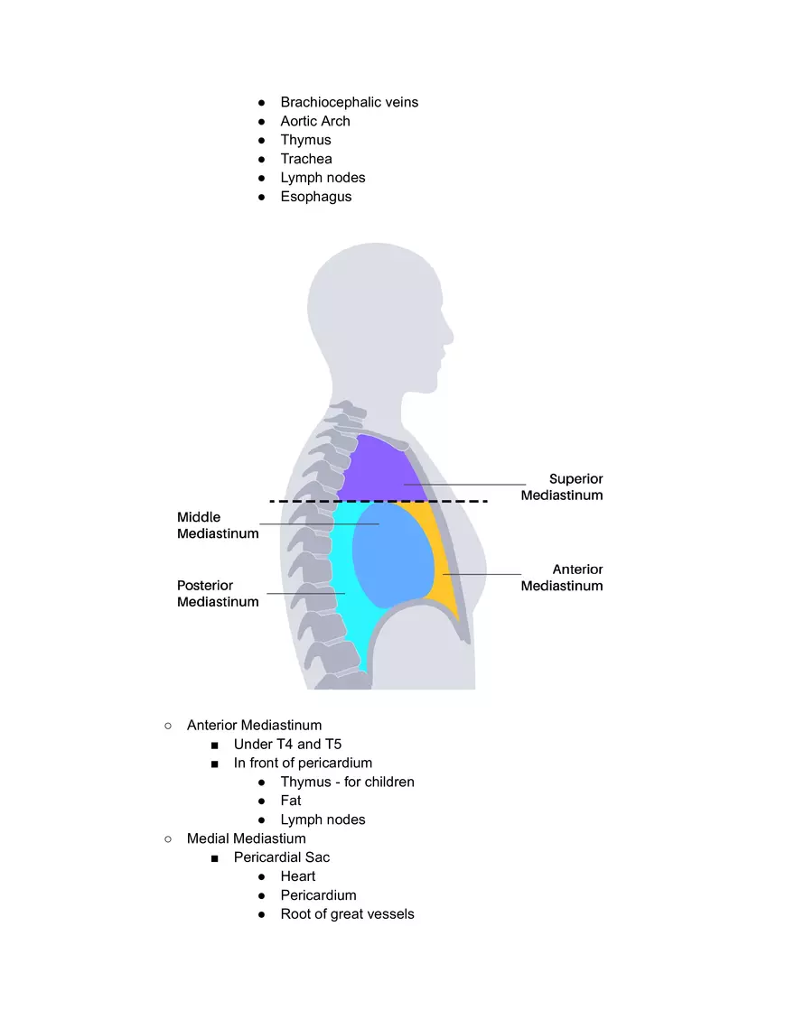 Intercostal Muscles - Page 5