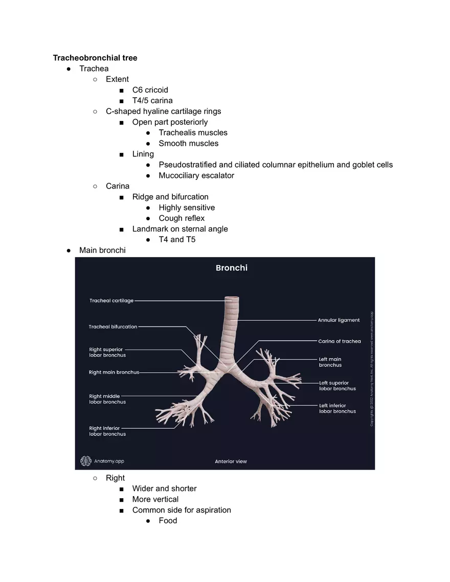 Tracheobronchial Tree - Page 1