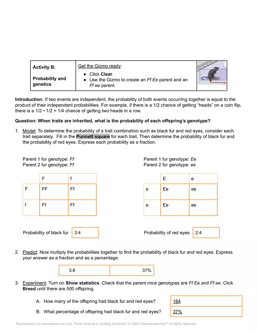 Student Exploration: Mouse Genetics (Two Traits) - Page 3