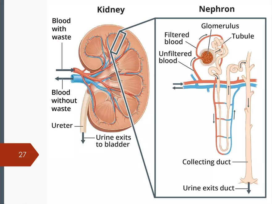 Renal and Urologic Problems - Page 20
