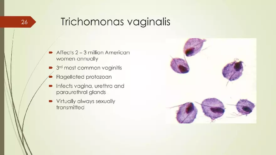Genital Infection in Gynecology - Page 19