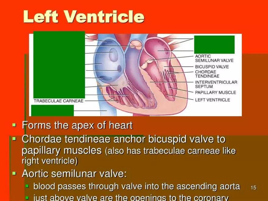 Chapter 20: The Cardiovascular System - Page 7