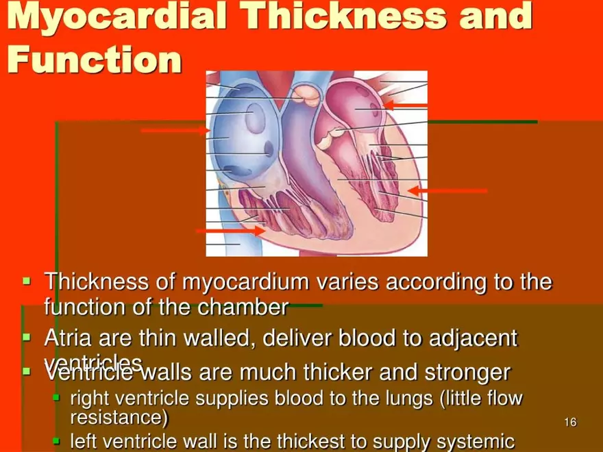Chapter 20: The Cardiovascular System - Page 8