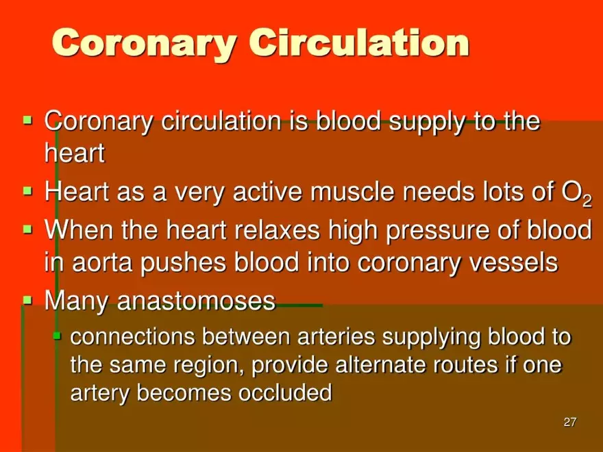 Chapter 20: The Cardiovascular System - Page 20