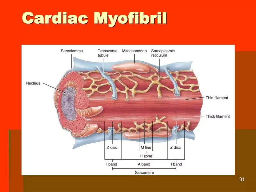 Chapter 20: The Cardiovascular System - Page 25