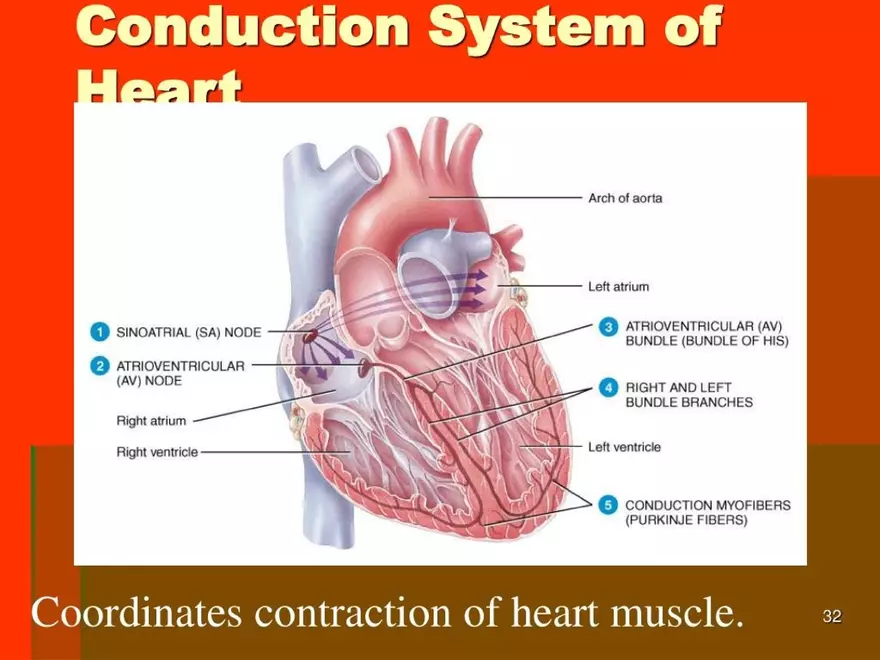 Chapter 20: The Cardiovascular System - Page 26