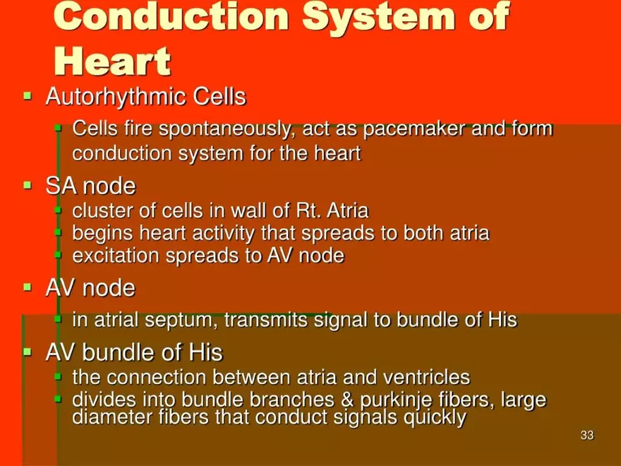 Chapter 20: The Cardiovascular System - Page 27