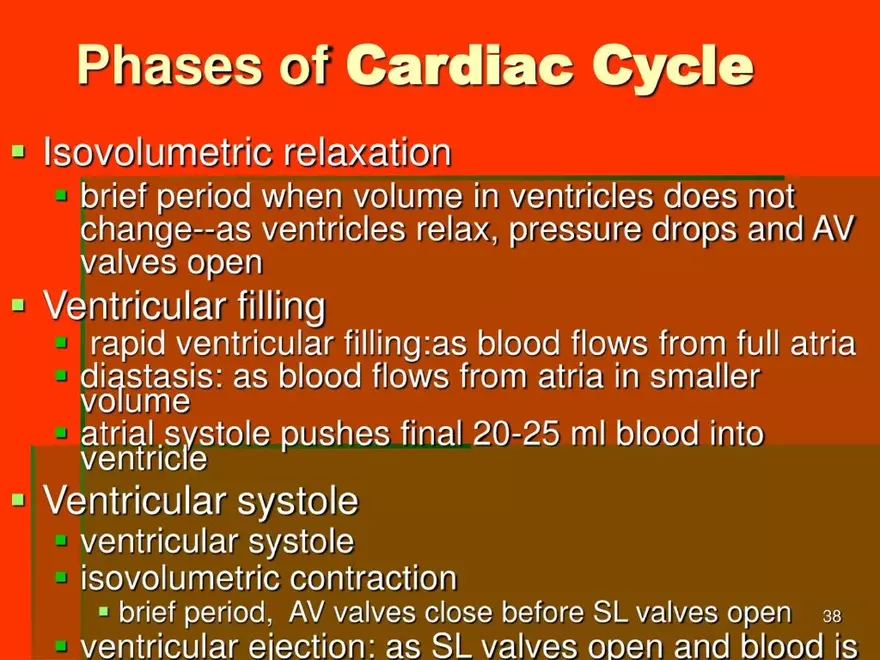 Chapter 20: The Cardiovascular System - Page 32