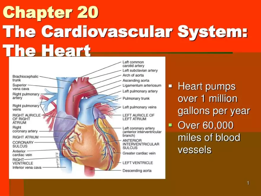 Chapter 20: The Cardiovascular System - Page 1