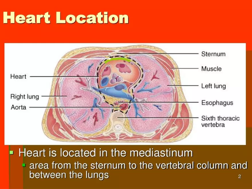 Chapter 20: The Cardiovascular System - Page 2