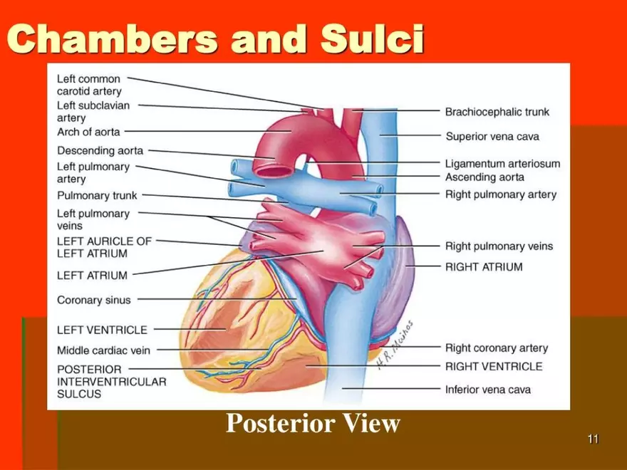 Chapter 20: The Cardiovascular System - Page 3